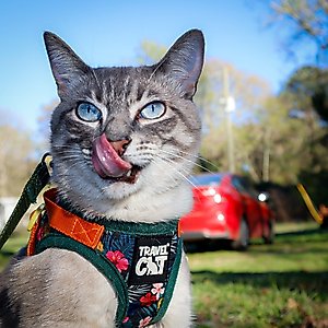 Travel Cat The True Adventurer Reflective Cat & Kitten Harness & Leash, The Hawaiian Shirt, Small