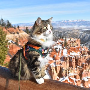 Travel Cat The True Adventurer Reflective Cat & Kitten Harness & Leash, The Hawaiian Shirt, Small