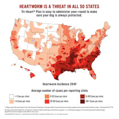 Show full view: Tri-Heart Plus Chewable Tablet for Dogs, up to 25 lbs, (Blue Box), 12 Chewable Tablets (12-mos. supply) slide 7 of 9