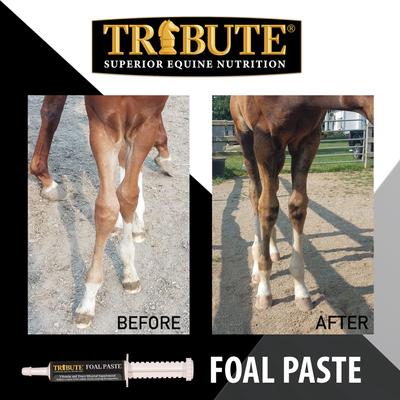 Show full view: Tribute Equine Nutrition Advance Paste Digestive & Nutritional Horse Supplement, 1-oz tube slide 3 of 6