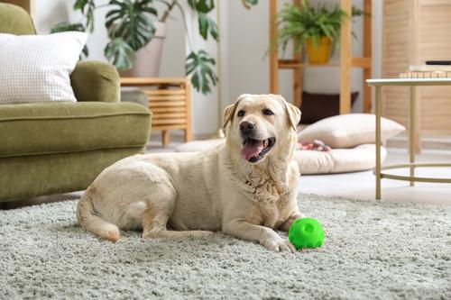 Show full view: Tricky Treat Giggle Ball Squeaky Dog Toy, Green, Large slide 4 of 6