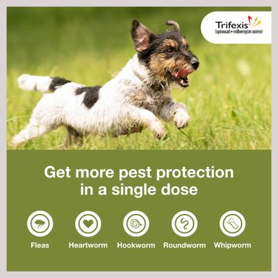 Trifexis Chewable Tablet for Dogs, 10.1-20 lbs, (Orange Box)