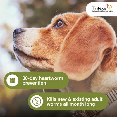 Show full view: Trifexis Chewable Tablet for Dogs, 10.1-20 lbs, (Orange Box), 6 Chewable Tablets (6-mos. supply) slide 4 of 10