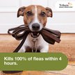 Show in main carousel: Trifexis Chewable Tablet for Dogs, 10.1-20 lbs, (Orange Box), 6 Chewable Tablets (6-mos. supply) slide 5 of 10