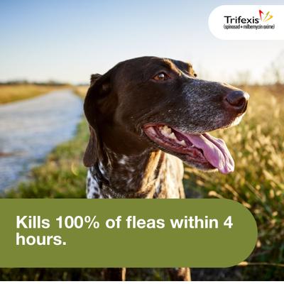 Show full view: Trifexis Chewable Tablet for Dogs, 20.1-40 lbs, (Green Box), 6 Chewable Tablets (6-mos. supply) slide 5 of 10