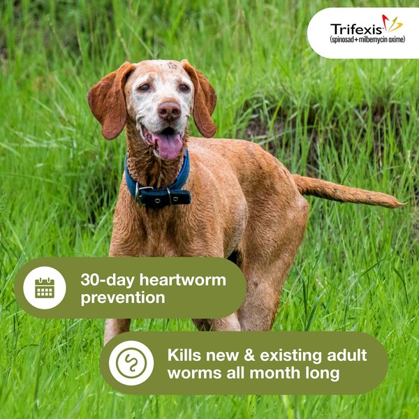 Show full view: Trifexis Chewable Tablet for Dogs, 40.1-60 lbs, (Blue Box), 6 Chewable Tablets (6-mos. supply) slide 5 of 11