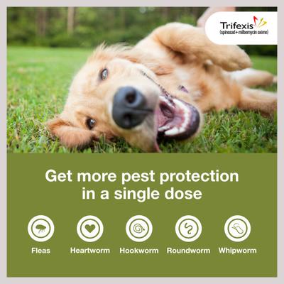 Show full view: Trifexis Chewable Tablet for Dogs, 60.1-120 lbs, (Brown Box), 6 Chewable Tablets (6-mos. supply) slide 3 of 11