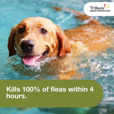 Show full view: Trifexis Chewable Tablet for Dogs, 60.1-120 lbs, (Brown Box), 6 Chewable Tablets (6-mos. supply) slide 6 of 11