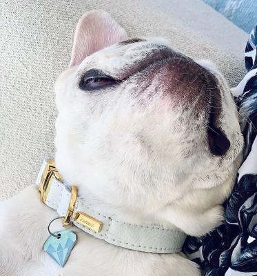 Show full view: Trill Paws Diamond Personalized Dog & Cat ID Tag slide 5 of 7