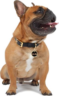 Show full view: Trill Paws LoverBoy Personalized Circle Cat & Dog ID Tag slide 2 of 4