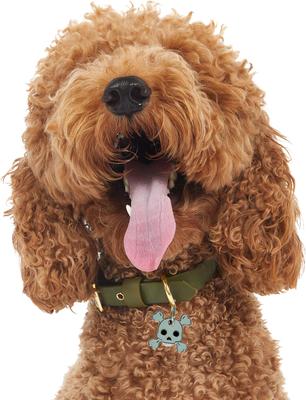 Show full view: Trill Paws Skull & Bones Personalized Dog & Cat ID Tag slide 3 of 5