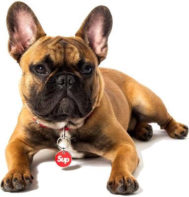 Show full view: Trill Paws Sup Personalized Dog & Cat ID Tag slide 3 of 6