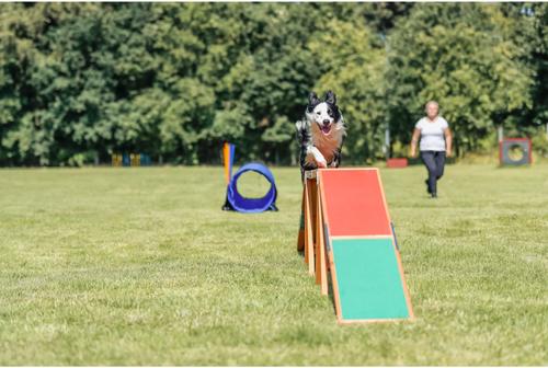 Show full view: TRIXIE Agility Dog Training Dogwalk slide 6 of 9