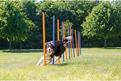 TRIXIE Agility Slalom Dog Training Poles slide 2 of 7