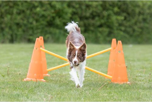 Show full view: TRIXIE Dog Agility Hurdle Cone Set, Orange/Yellow slide 2 of 9
