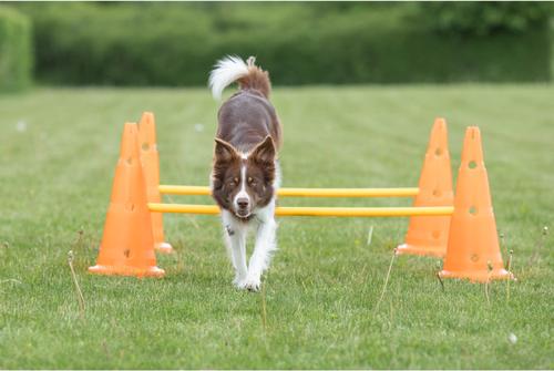 Show full view: TRIXIE Dog Agility Hurdle Cone Set, Orange/Yellow slide 6 of 9