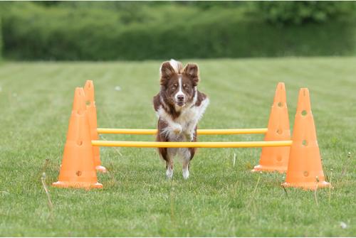 Show full view: TRIXIE Dog Agility Hurdle Cone Set, Orange/Yellow slide 7 of 9