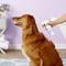 Show in main carousel: TrizCHLOR 4HC Spray Conditioner for Dog, Cats & Horses, 8-fl oz bottle slide 5 of 10