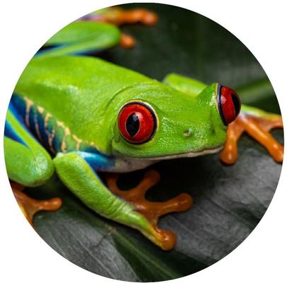 Show full view: TropicZone Amphibian Performance Daily Diet, 10.5-oz bottle slide 8 of 8