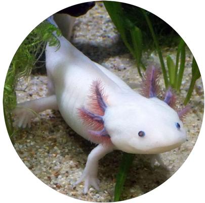Show full view: TropicZone Axolotl Performance Daily Diet Amphibian Food, 10.5-oz bottle slide 7 of 7