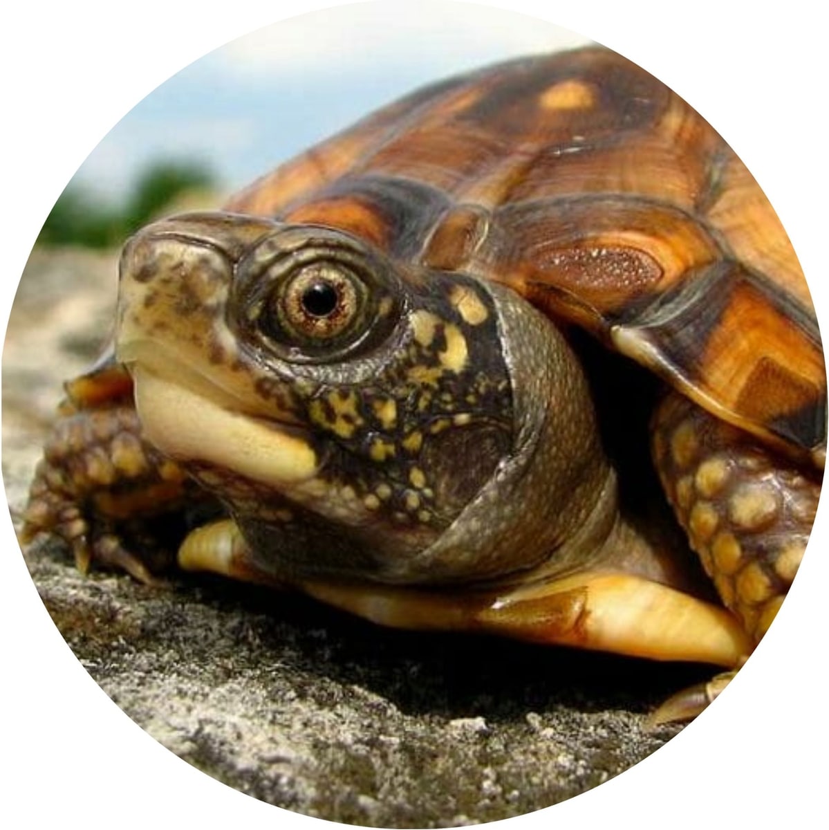 Turtle General TROPICZONE Box Turtle Performance Daily Diet Stage 2 for Juvenile ...