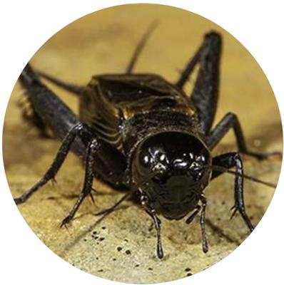 Show full view: TropicZone Cricket Performance Gut Load Insect Food, 8-oz bottle slide 7 of 7