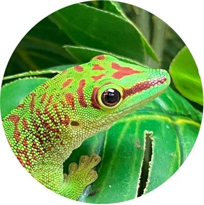 Show full view: TropicZone Insect Meal Supplement & Treat Reptile Food, 6-oz bottle slide 7 of 7