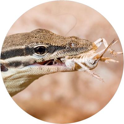 Show full view: TropicZone Insect Supplement &Treat Reptile Food, 3.5-oz bottle slide 7 of 7