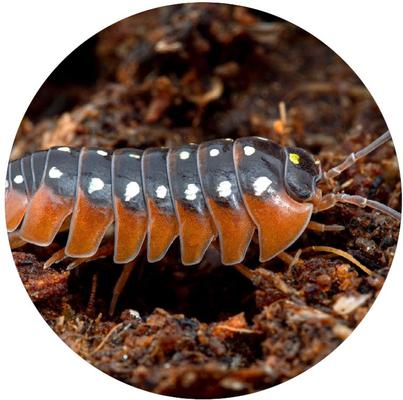 Show full view: TropicZone Isopod Performance Daily Diet Insect Food, 8-oz bottle slide 7 of 7