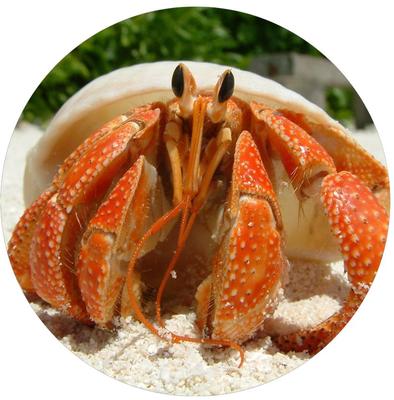 Show full view: TropicZone Land Crab Performance Daily Diet Reptile Food, 8-oz bottle slide 7 of 7