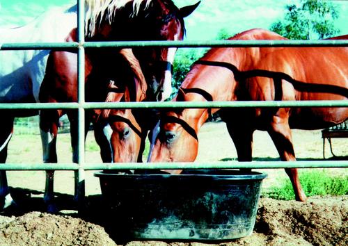 Show full view: Tuff Stuff Products Super Duty Oval Tank Farm Animal Feeder, 15-gal slide 3 of 7