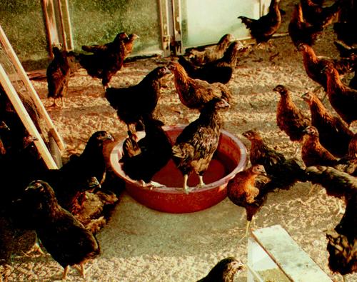 Show full view: Tuff Stuff Products Super Duty Round Tub Farm Animal Feeder, 15-gal slide 3 of 5