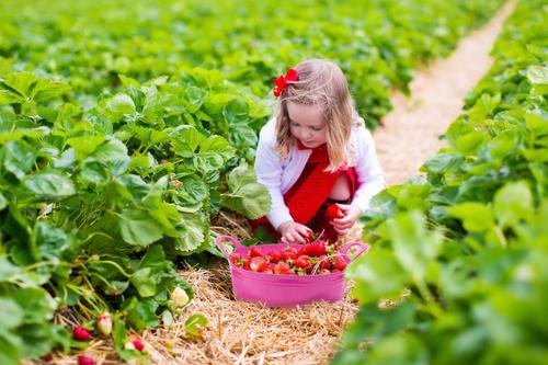 Show full view: Tuff Stuff Products Tuff Flex Tub Farm Animal Feeder, 5-qt, Sky Blue slide 6 of 8