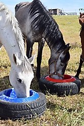 Tuff Stuff Products Universal Round Tire Farm Animal Feeder, 16-qt, French slide 2 of 4