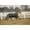 Show in main carousel: TuffRider 1200 D Comfy Medium Weight 200G Standard Neck Winter Horse Blanket, Black, 75-in slide 1 of 1