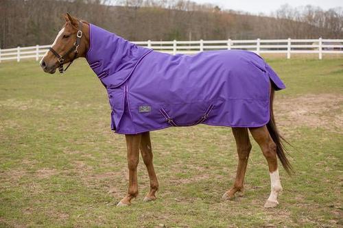 Show full view: TuffRider 1200 D Comfy Winter Horse Blanket, Purple, 72-in slide 3 of 5