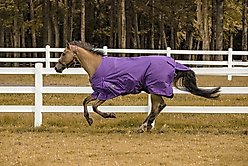 TuffRider 1200 D Comfy Winter Horse Blanket, Purple, 81-in