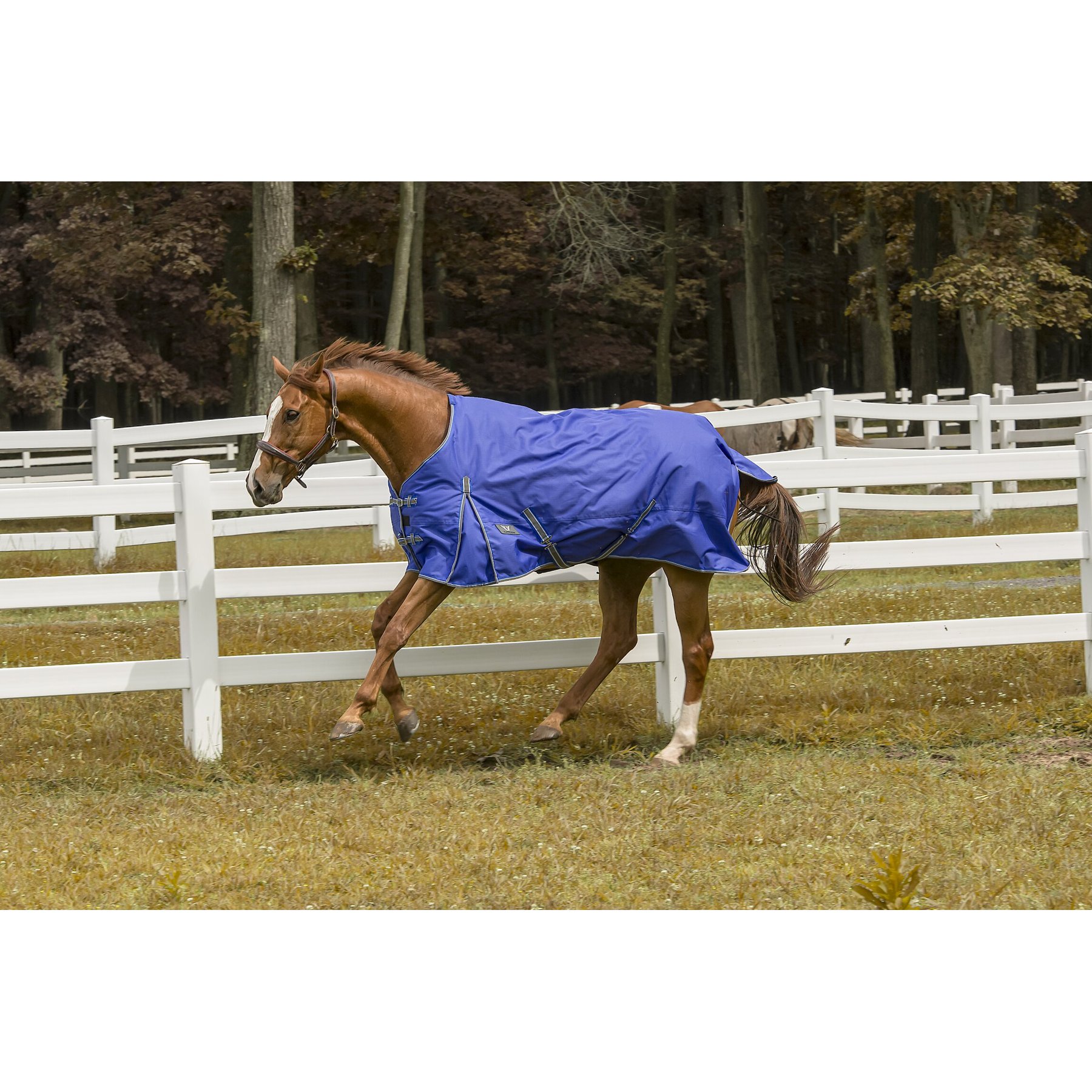TuffRider 1200 D Comfy Winter Horse Blanket, Royal, 69-in