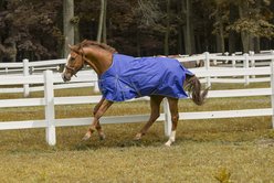 TuffRider 1200 D Comfy Winter Horse Blanket, Royal, 75-in slide 1 of 2