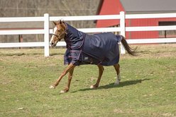 TuffRider 1200 D Comfy Winter Medium Weight Detachable Neck Horse Turnout Blanket, Navy, 75-in