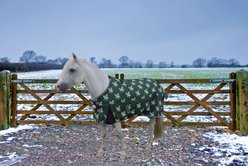 TuffRider 1200D Ripstop 220G Polyfill Pony Horse Print Standard Neck Two Tone Horse Turnout Blanket, 63-in