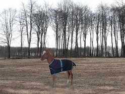TuffRider 1200D Ripstop Foal Adjustable Horse Turnout Blanket, Black, Standard