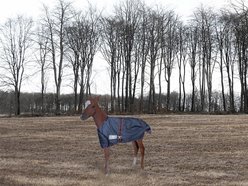 TuffRider 1200D Ripstop Foal Adjustable Horse Turnout Blanket, Navy, Standard