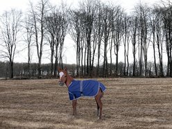 TuffRider 1200D Ripstop Foal Adjustable Horse Turnout Blanket, Purple, Standard