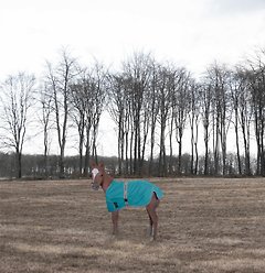 TuffRider 1200D Ripstop Foal Adjustable Horse Turnout Blanket, Turquoise, Standard