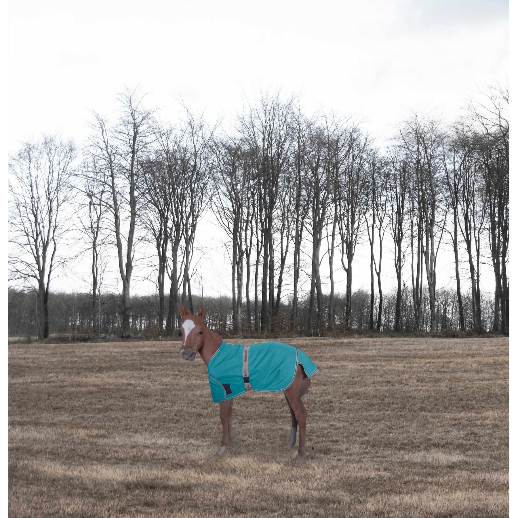 TuffRider 1200D Ripstop Foal Adjustable Horse Turnout Blanket, Turquoise, Standard