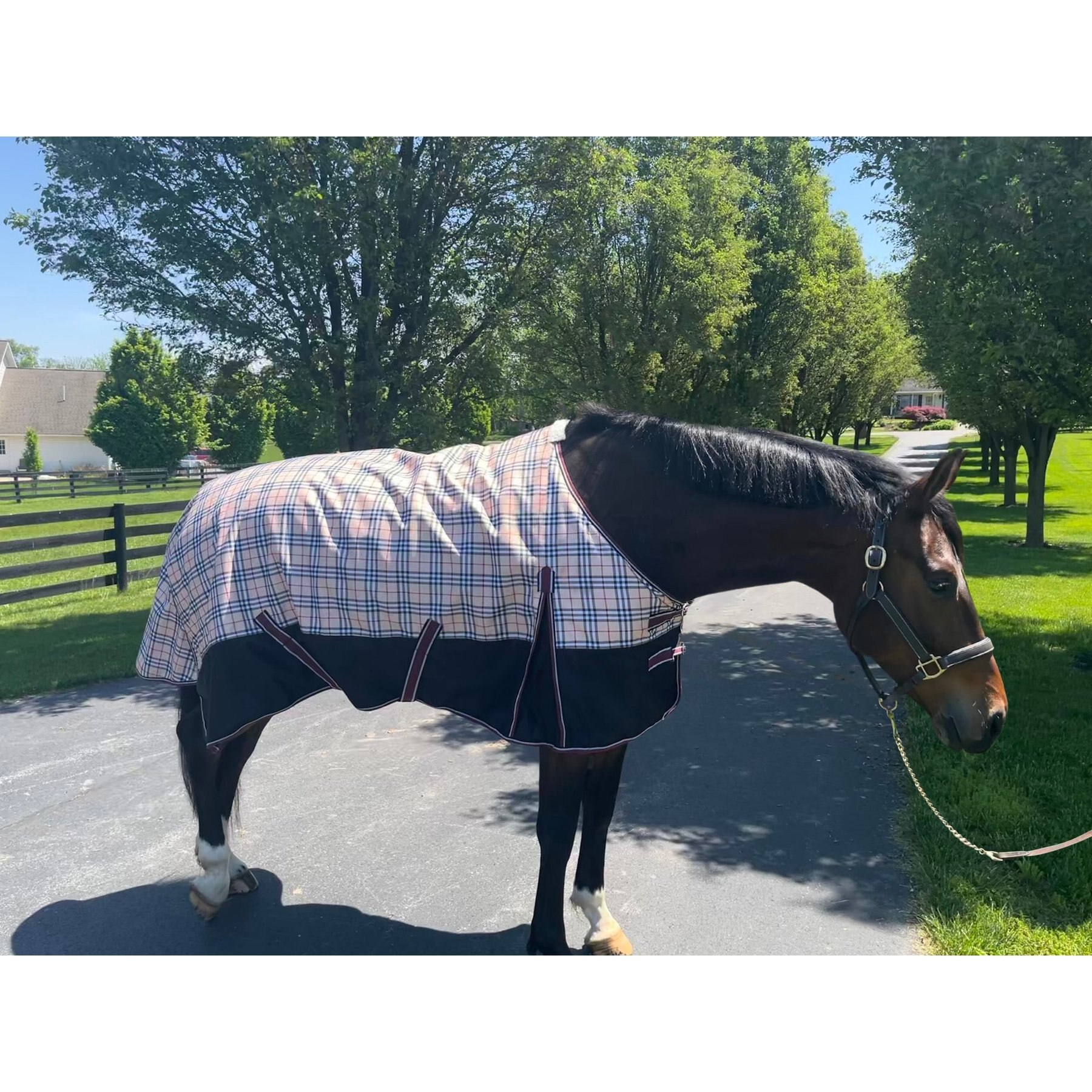 TuffRider 1200D Turnout Comfy Standard Neck Medium Weight Horse Blanket, Beige, 69-in