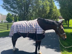 TuffRider 1200D Turnout Comfy Standard Neck Medium Weight Horse Blanket, Beige, 75-in