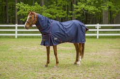 TuffRider 1200D Winter Comfy Detachable Neck Horse Sheet, Navy, 75-in