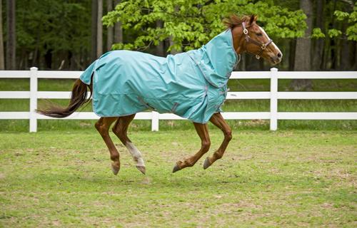 Show full view: TuffRider 1200D Winter Comfy Detachable Neck Horse Sheet, Turquoise, 72-in slide 4 of 5